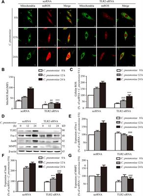 Chlamydia pneumoniae Infection Induces Vascular Smooth Muscle Cell Migration and Atherosclerosis Through Mitochondrial Reactive Oxygen Species-Mediated JunB-Fra-1 Activation